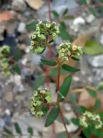 نبات الحليب lasiocarpa في بيئته الطبيعية