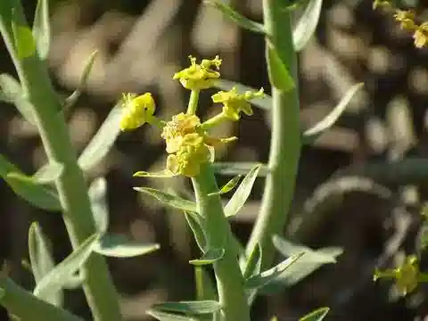 نبات الحليب mauritanica في بيئته الطبيعية