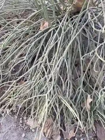 نبات الحليب nubica في بيئته الطبيعية
