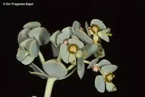 نبات الحليب obovata في بيئته الطبيعية