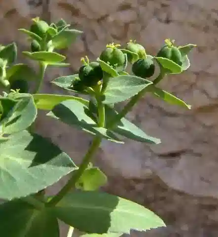 نبات الحليب oxyodonta في بيئته الطبيعية