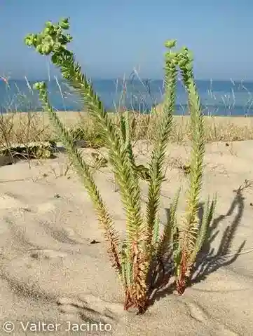 نبات الحليب paralias في بيئته الطبيعية