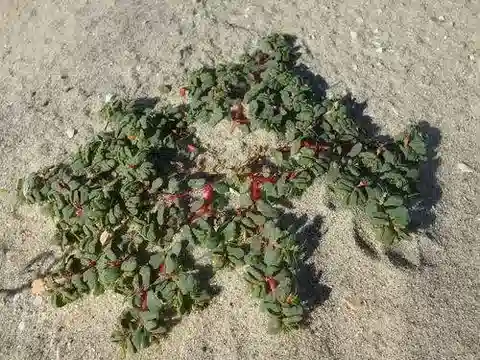 نبات الحليب peplis في بيئته الطبيعية