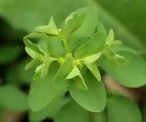 نبات الحليب peplus var. peplus في بيئته الطبيعية