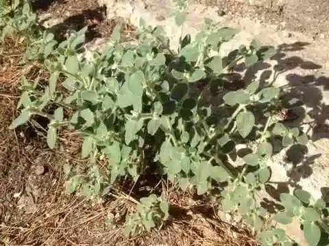 نبات الحليب petiolata في بيئته الطبيعية