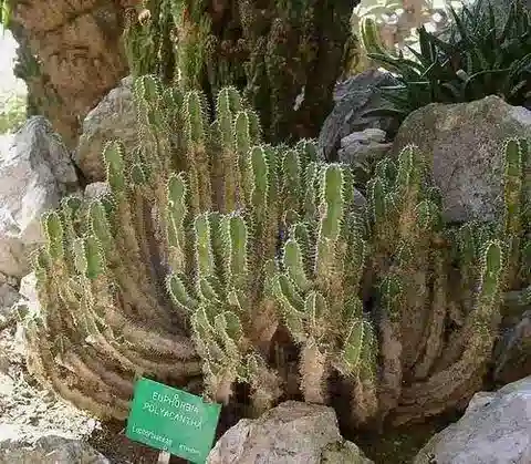 نبات الحليب polyacantha في بيئته الطبيعية