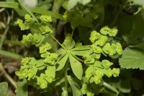 نبات الحليب pterococca في بيئته الطبيعية
