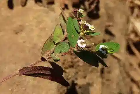نبات الحليب scordiifolia في بيئته الطبيعية