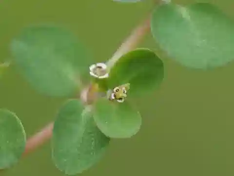 نبات الحليب serpens في بيئته الطبيعية