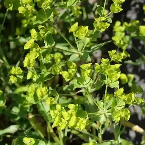 نبات الحليب terracina في بيئته الطبيعية