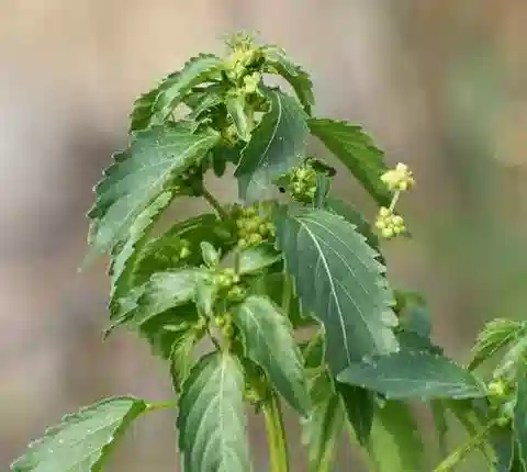 نبات العطارد annua في بيئته الطبيعية