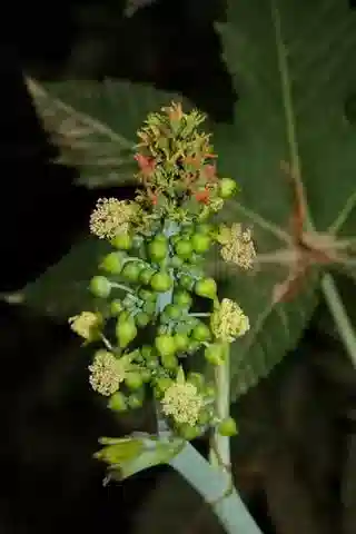 نبات الخروع communis في بيئته الطبيعية