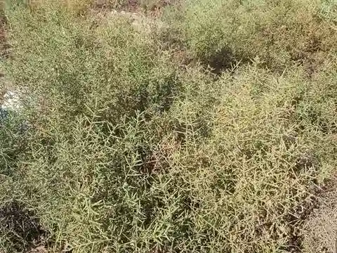 نبات Alhagi graecorum في بيئته الطبيعية