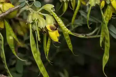 نبات Anagyris foetida في بيئته الطبيعية