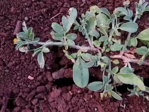 نبات Anthyllis circinnata في بيئته الطبيعية