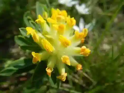 نبات Anthyllis vulneraria subsp. maura في بيئته الطبيعية
