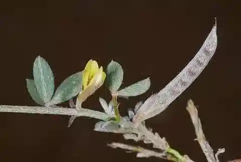 نبات Argyrolobium arabicum في بيئته الطبيعية