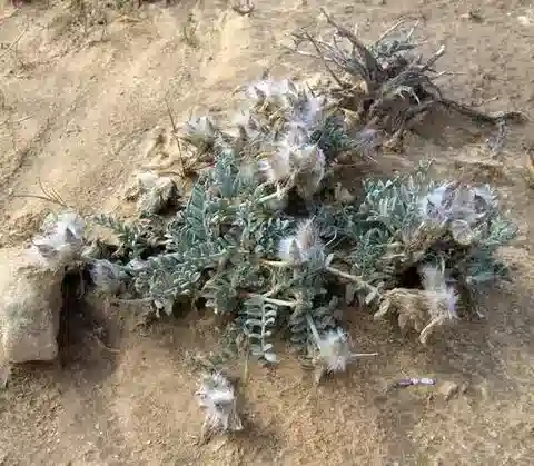 نبات Astragalus amalecitanus في بيئته الطبيعية