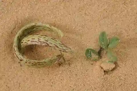 نبات Astragalus annularis في بيئته الطبيعية