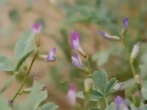 نبات Astragalus arpilobus subsp. hauarensis في بيئته الطبيعية