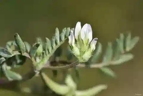 نبات Astragalus asterias subsp. radiatus في بيئته الطبيعية
