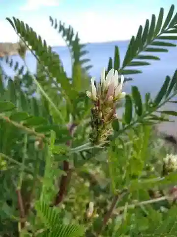 نبات Astragalus boeticus في بيئته الطبيعية