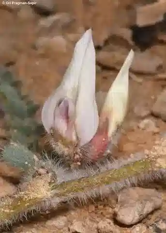 نبات Astragalus bombycinus في بيئته الطبيعية