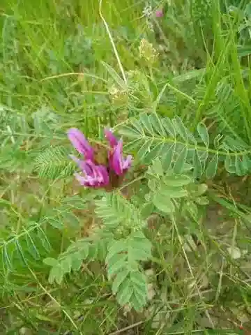 نبات Astragalus callichrous في بيئته الطبيعية