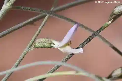 نبات Astragalus camelorum في بيئته الطبيعية