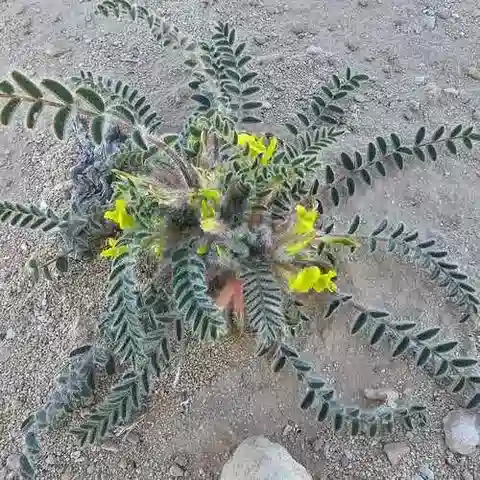 نبات Astragalus caprinus subsp. caprinus في بيئته الطبيعية