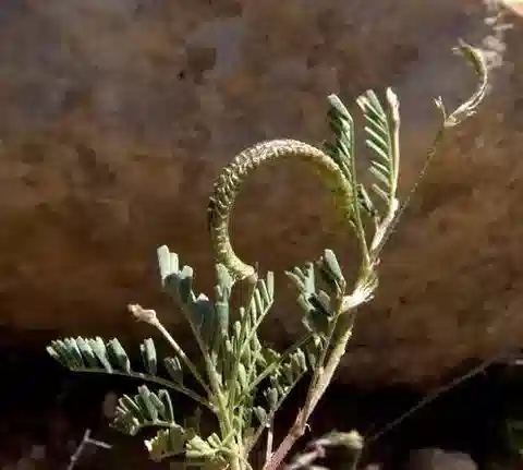 نبات Astragalus crenatus subsp. corrugatus في بيئته الطبيعية