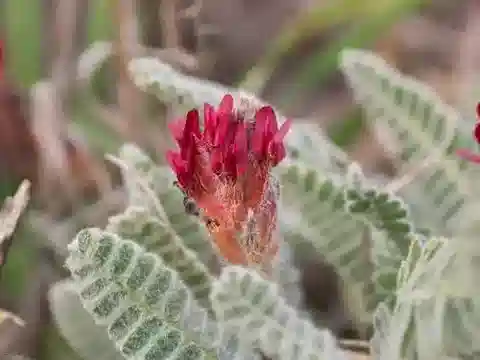 نبات Astragalus cretaceus في بيئته الطبيعية