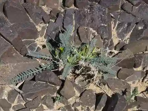 نبات Astragalus dactylocarpus subsp. acinaciferus في بيئته الطبيعية