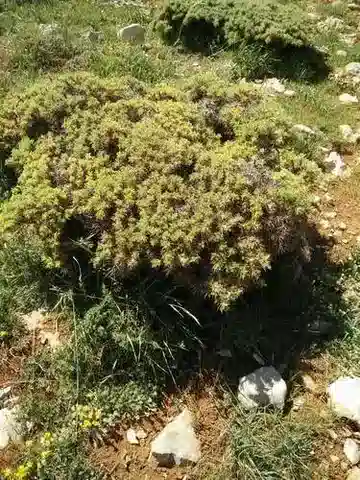 نبات Astragalus echinus subsp. echinus في بيئته الطبيعية