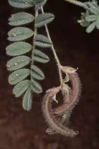 نبات Astragalus eremophilus subsp. eremophilus في بيئته الطبيعية