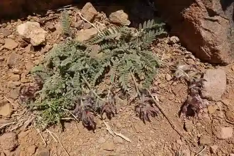 نبات Astragalus fresenii في بيئته الطبيعية