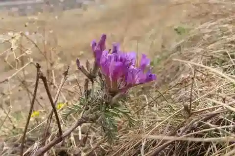 نبات Astragalus fruticosus في بيئته الطبيعية