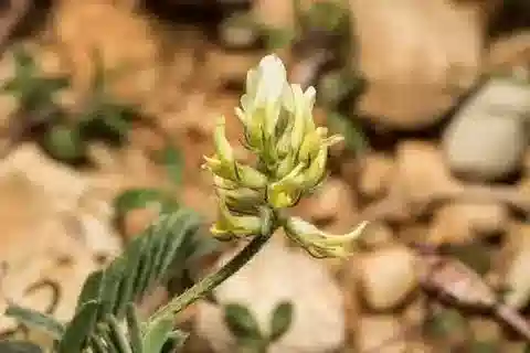 نبات Astragalus hamosus في بيئته الطبيعية