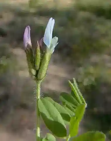 نبات Astragalus hispidulus في بيئته الطبيعية