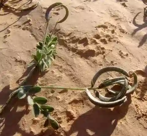 نبات Astragalus intercedens في بيئته الطبيعية