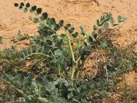 نبات Astragalus kahiricus في بيئته الطبيعية