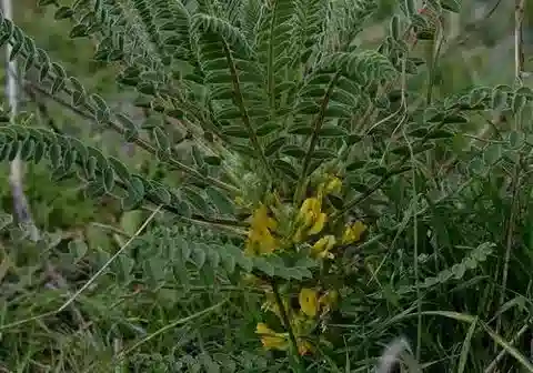 نبات Astragalus macrocarpus subsp. macrocarpus في بيئته الطبيعية