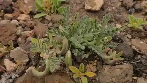 نبات Astragalus mareoticus في بيئته الطبيعية