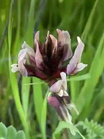نبات Astragalus palaestinus في بيئته الطبيعية