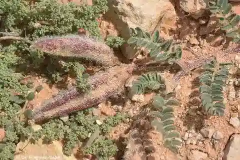 نبات Astragalus peregrinus subsp. peregrinus في بيئته الطبيعية