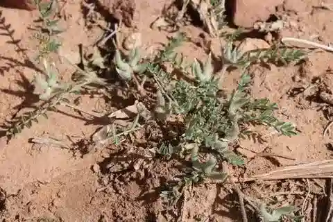 نبات Astragalus pseudosinaicus في بيئته الطبيعية
