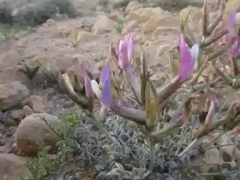 نبات Astragalus sanctus في بيئته الطبيعية