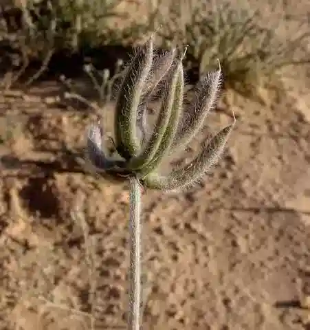 نبات Astragalus schimperi var. schimperi في بيئته الطبيعية