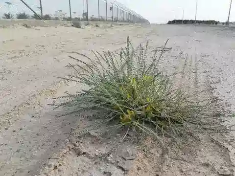 نبات Astragalus sieberi في بيئته الطبيعية