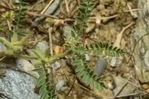 نبات Astragalus sinaicus في بيئته الطبيعية